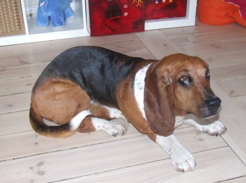 Udstopning af basset