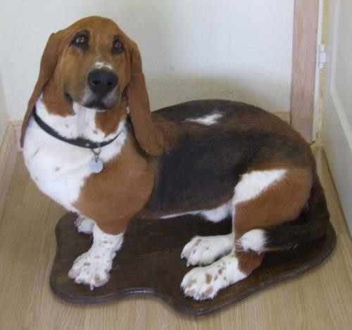 Udstoppet bassethund