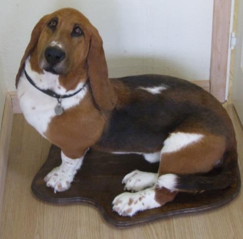 Udstoppet basset