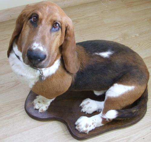 Udstopning af basset