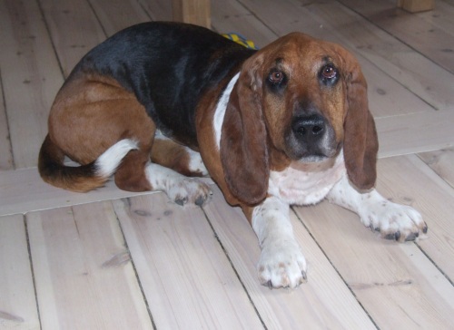 Udstoppet basset