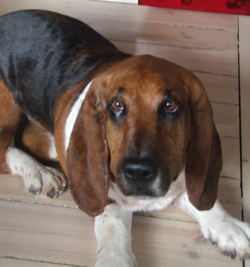 Udstoppet bassethund