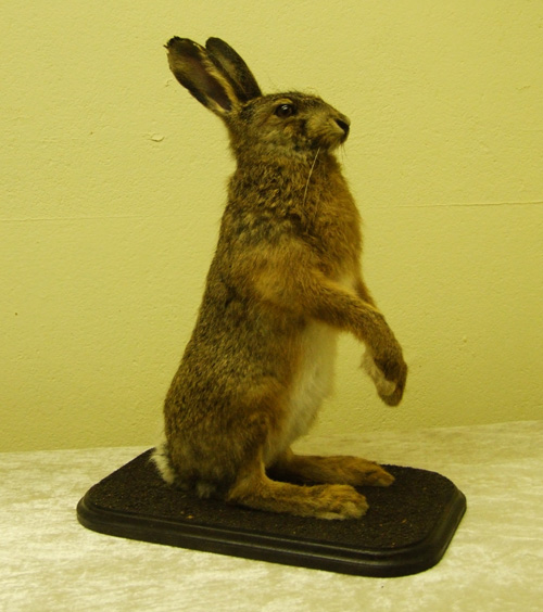Udstoppet hare