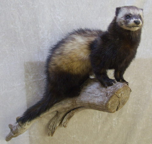 vægmonteret ilder