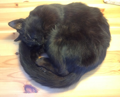 Udstopning af kat
