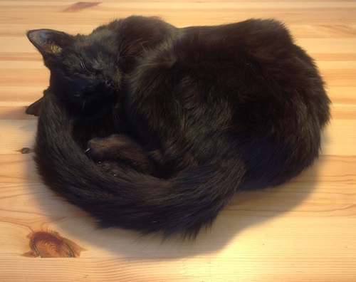 Udstoppet kat