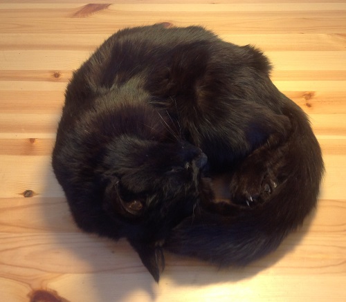 Udstoppet kat