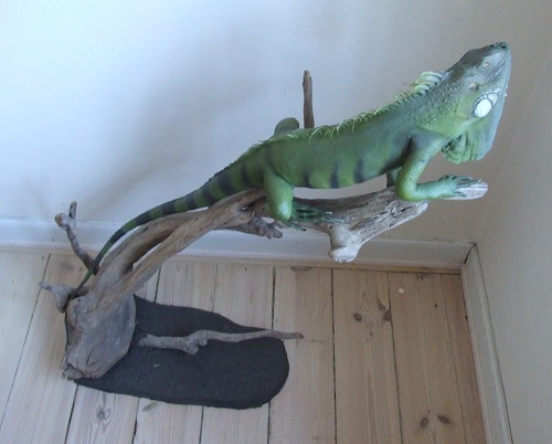 leguan