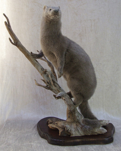 Udstoppet mink
