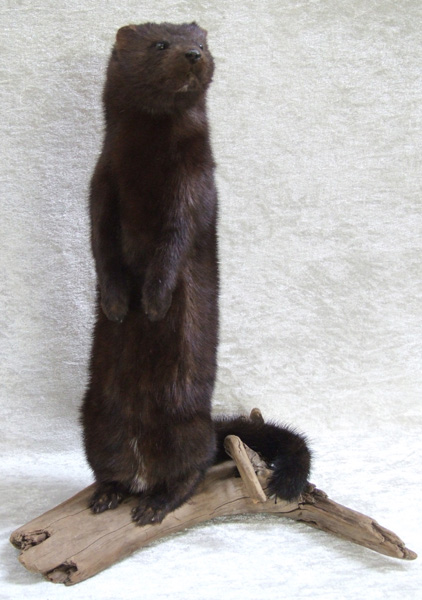 Udstoppet mink