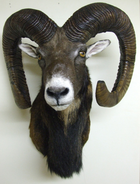 Hovedmonteret muflon