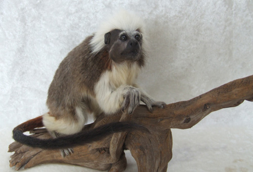 Udstoppet paryk tamarin