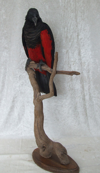 Udstoppet pesquets parrot