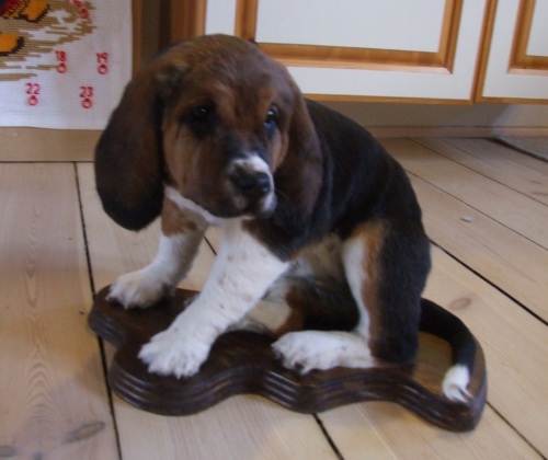 Udstoppet bassethvalp