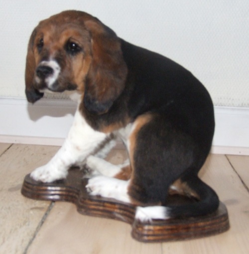Udstopning af basset