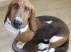 Udstoppet basset hund