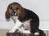 Udstoppet basset hvalp