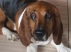 Udstoppet basset hund
