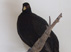 Vægmonteret engelskfasan