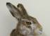 Udstoppet hovedmontering hare