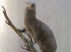 Udstoppet mink