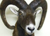 Udstoppet muflon