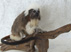 Udstoppet paryk tamarin