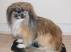 Udstoppet pekingeser