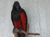 Udstoppet pesquets parrot